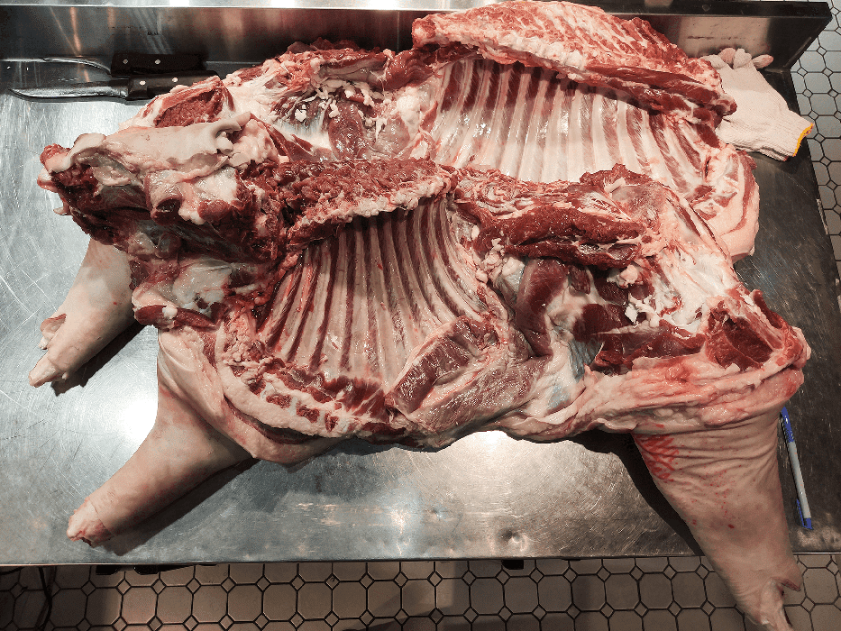 頂級努比亞公羊